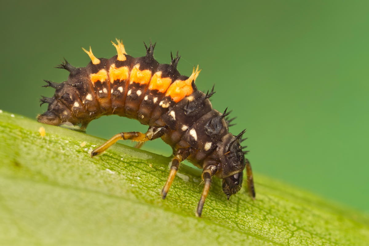 Harlequin Ladybird Larva 1